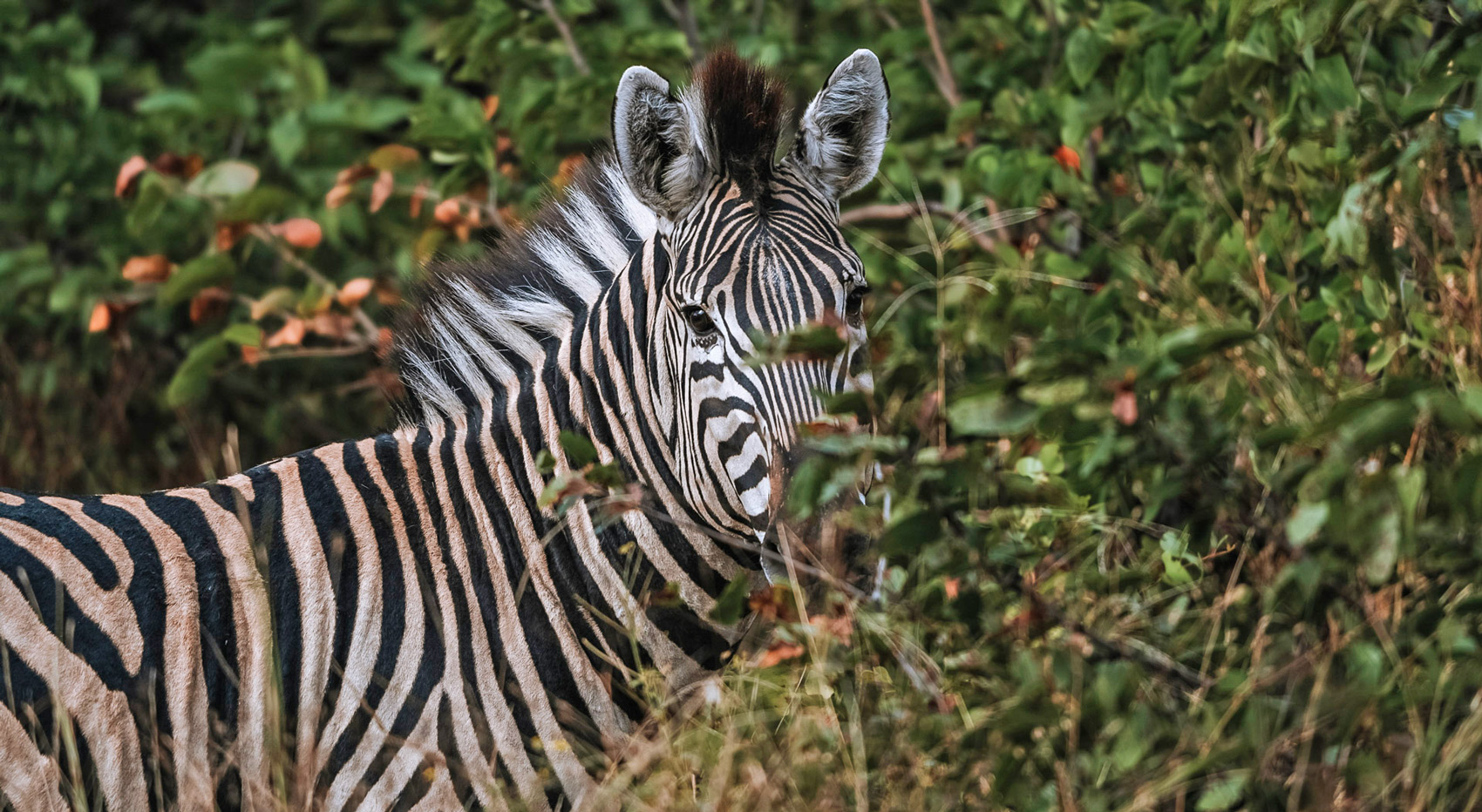 A zebra hiding in the bushes. A zebra hiding in the bushes.