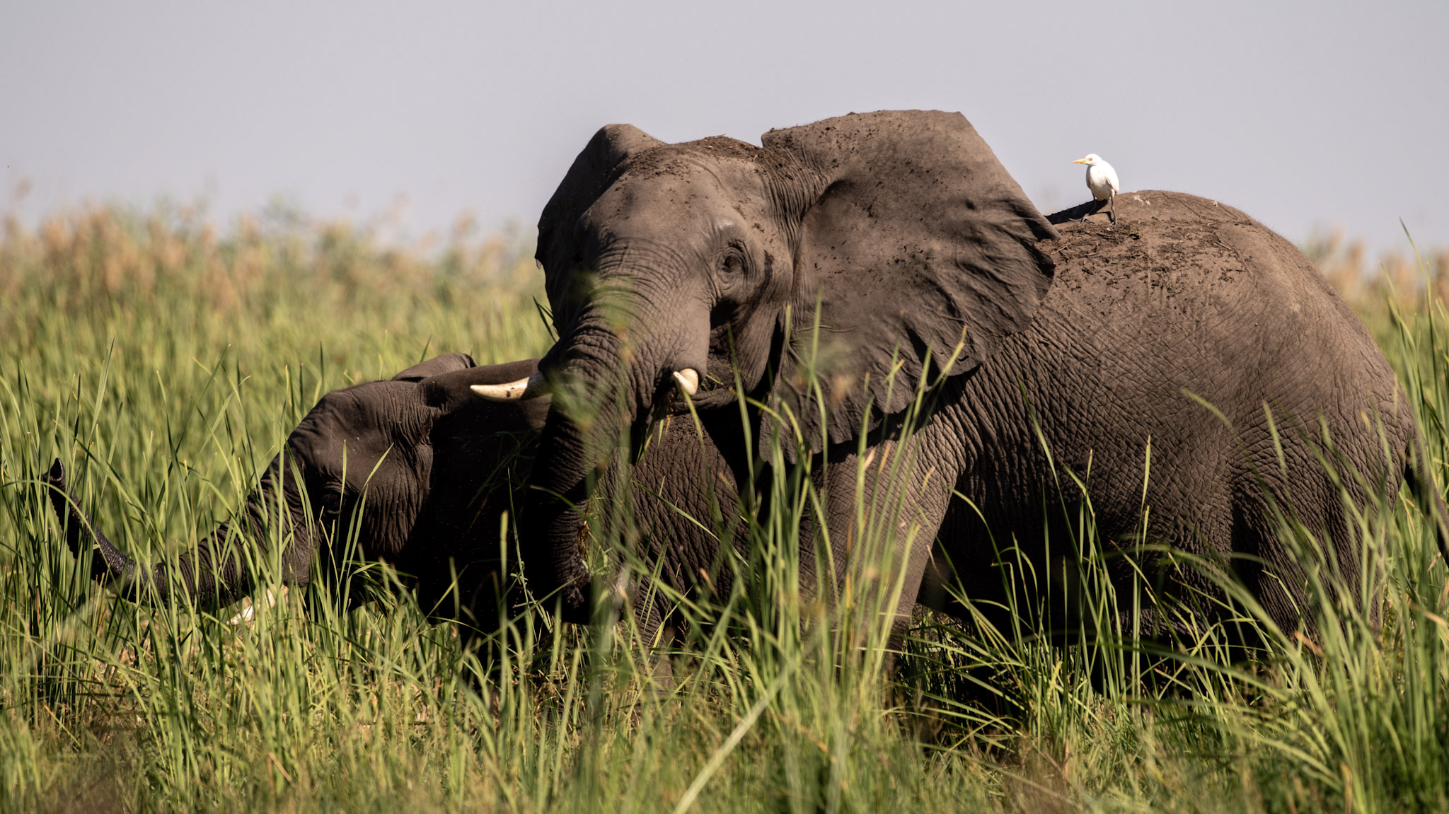 Elephants in the Okavango Delta.