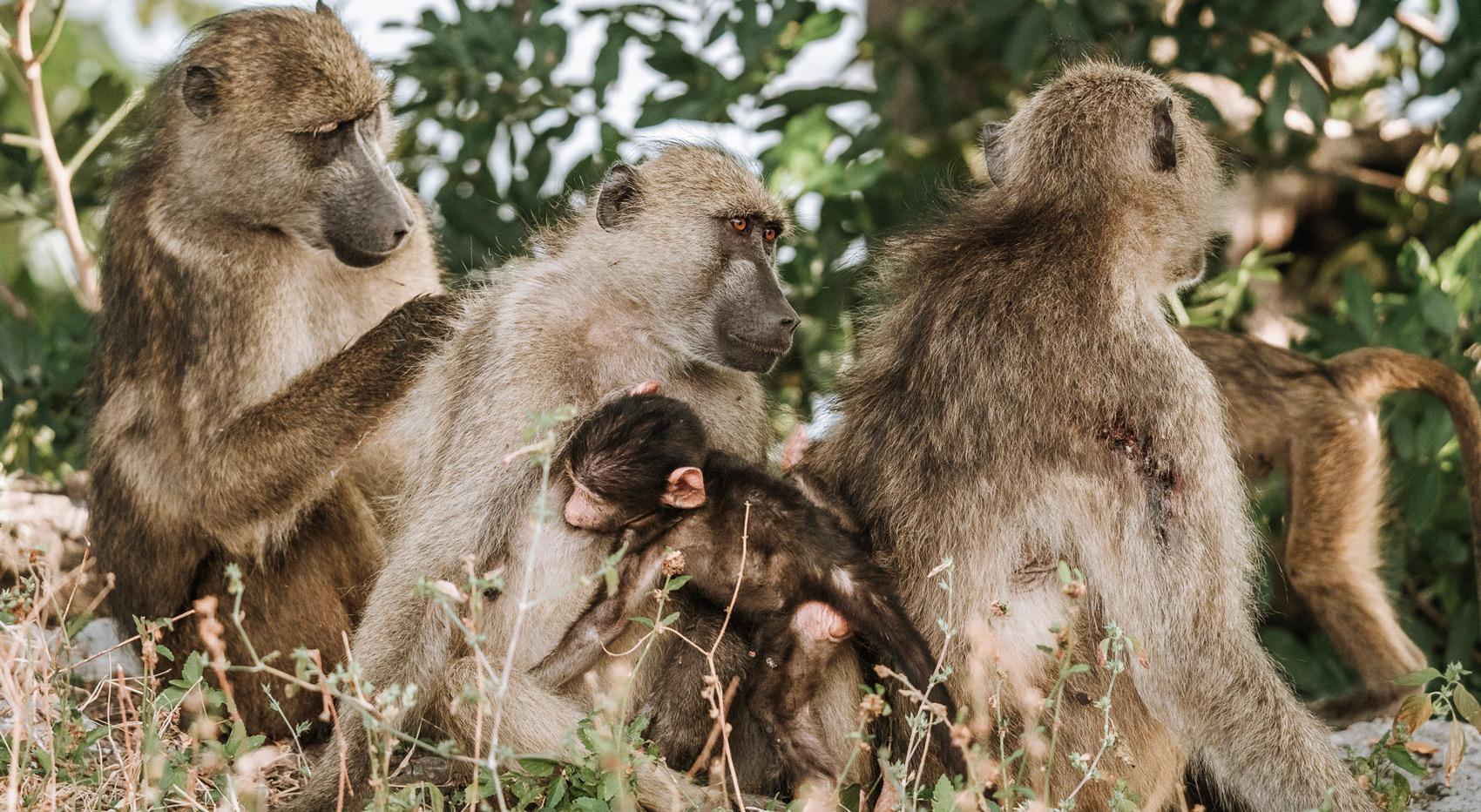 Baboons sitting together in an intimate family moment.