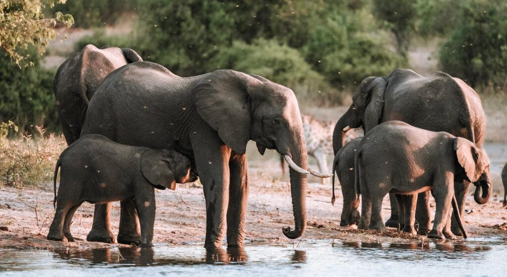 Elephants along the Chobe River, where they gather to drink and bathe.