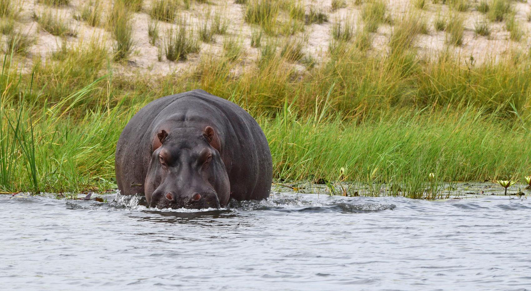 A hippo in the Chobe River in Botswana.