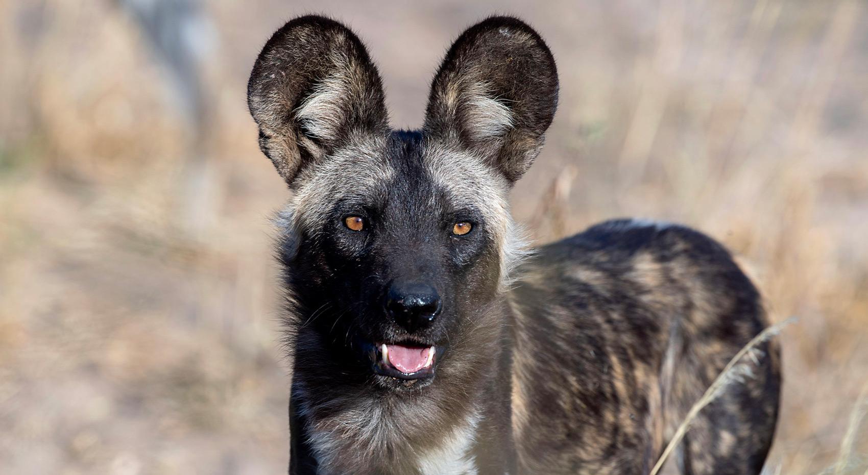 A wild dog in the Central Kalahari Game Reserve, a malaria free destination in Botswana.