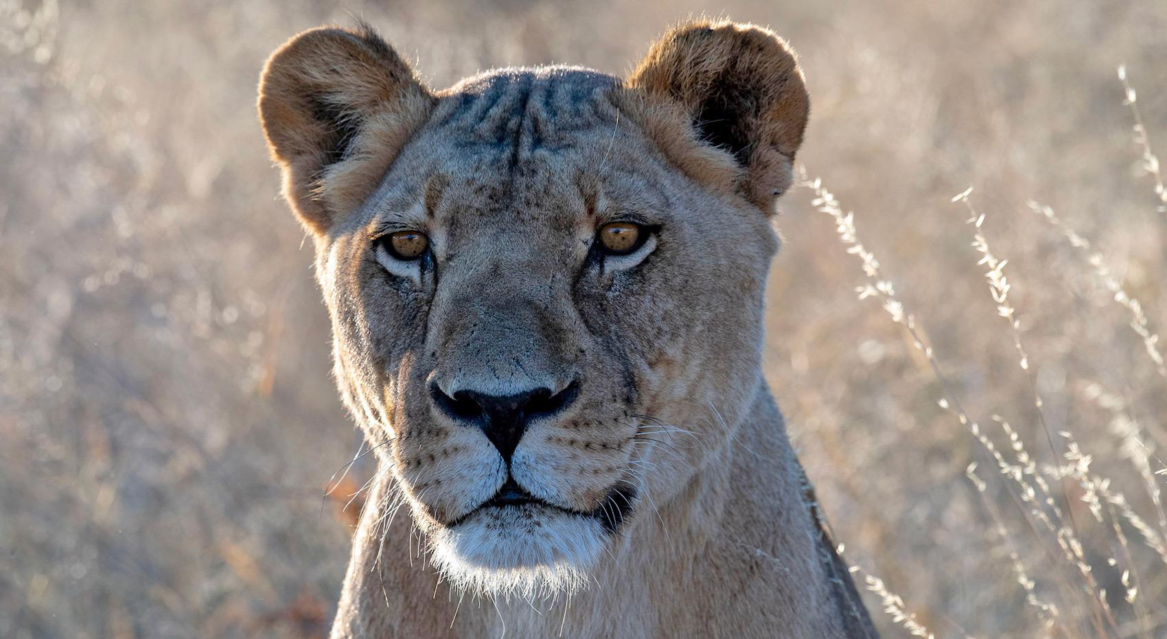 A lioness in the Kalahari during dry season, ideal for people concerned about malaria in Botswana.