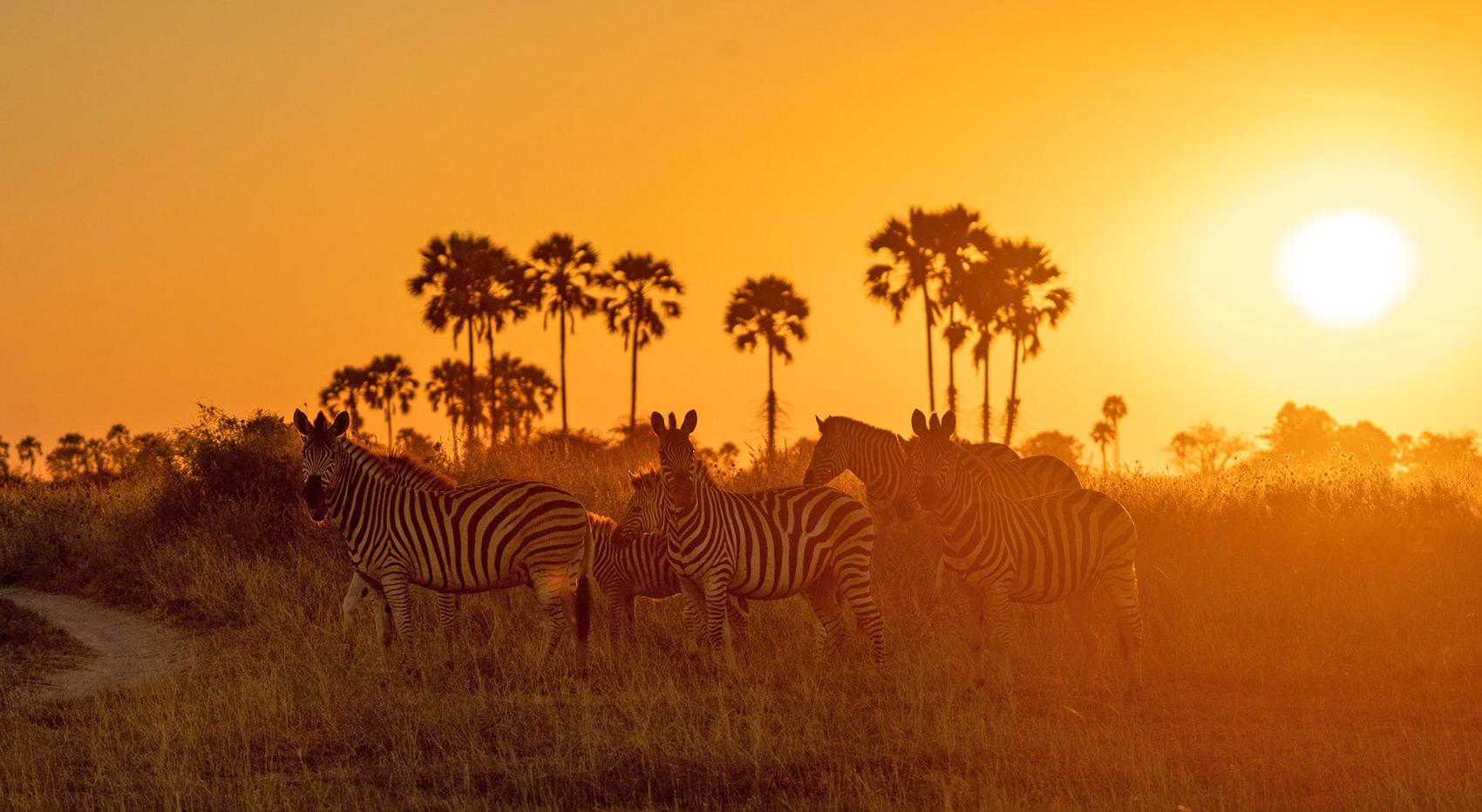 Zebras in Makgadikgadi National Park in Botswana at sunset.