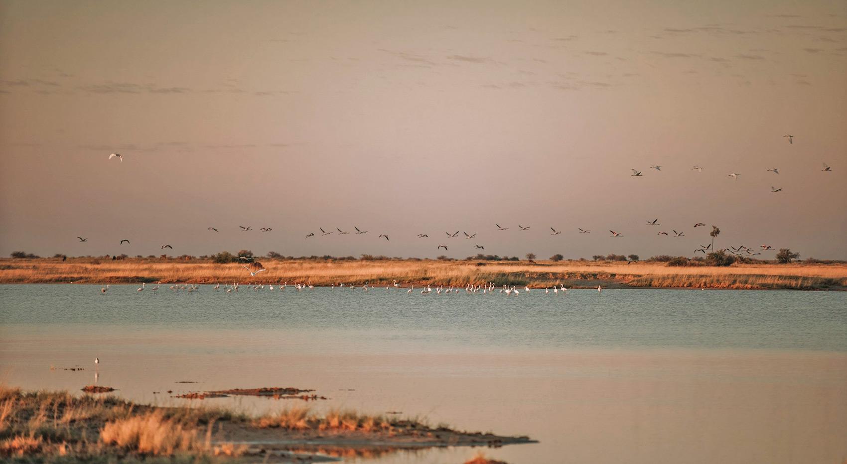 Birds flying across a body of water in the Makgadikgadi National Park in Botswana.