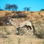 Gemsbok in the Kalahari