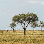 Giraffe in der Savanne im Savuti-Gebiet