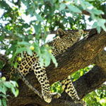 Leopard on a branch - hidden wildlife
