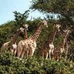 Giraffes in the bush of Botswana