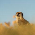 Erdmännchenkolonie bei Makgadikgadi