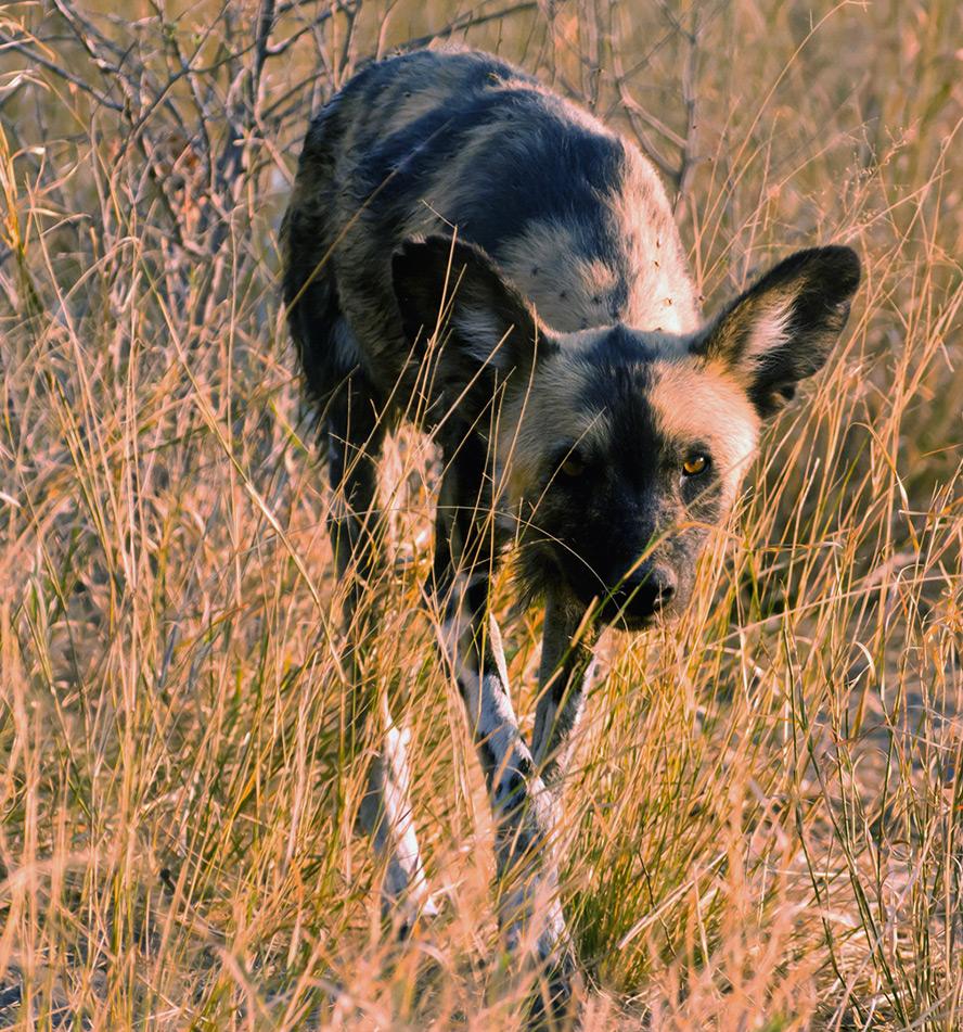 Moremi Game Reserve