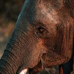 Nahaufnahme eines Elefanten im Chobe-Nationalpark