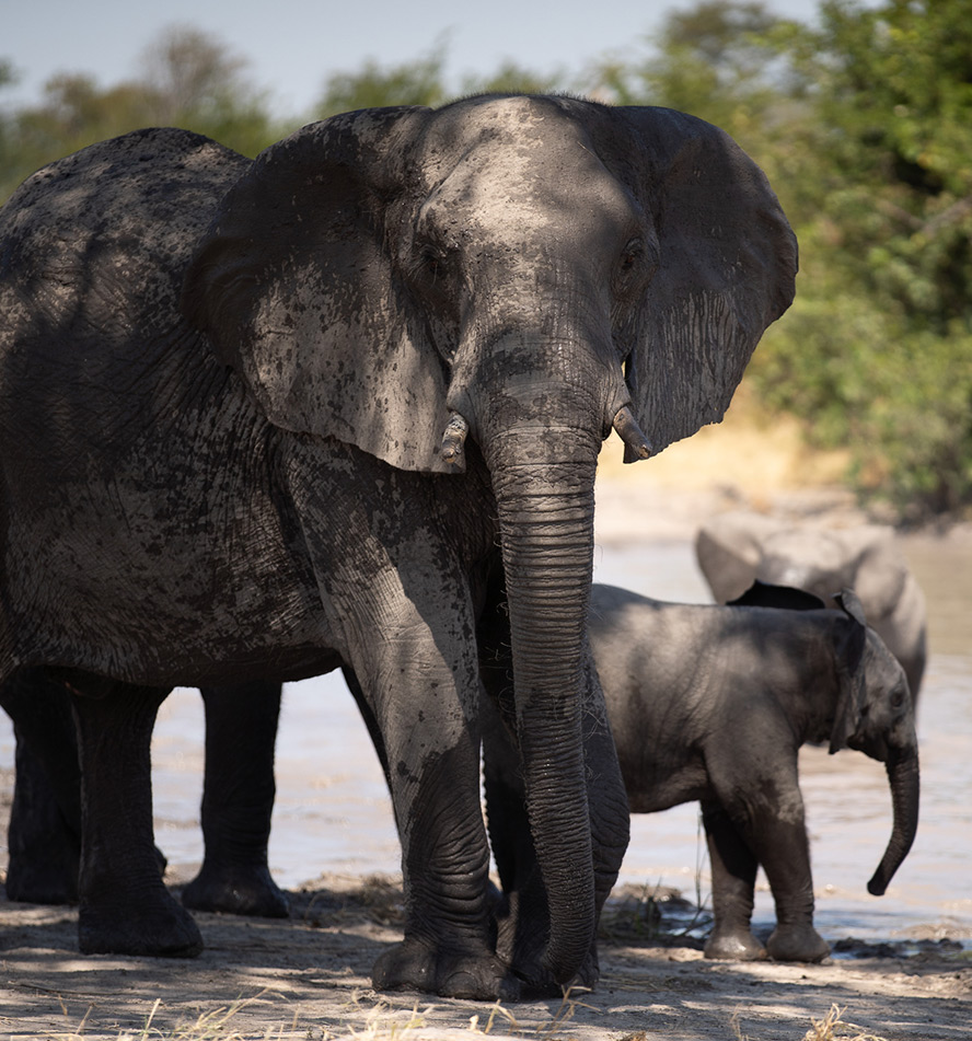 Chobe Nationalpark