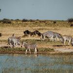 Zebras at Makgadikgadi pans
