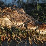 Close up of a crocodile at Chobe river