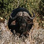 Büffel im Chobe-Nationalpark