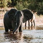 Elephants bathing in Chobe National Park