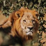 Ein männlicher Löwe in der Nähe des Savuti-Gebiets