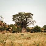 Landscape at Savuti area