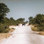 Elefanten überqueren eine Feldstraße in Namibia