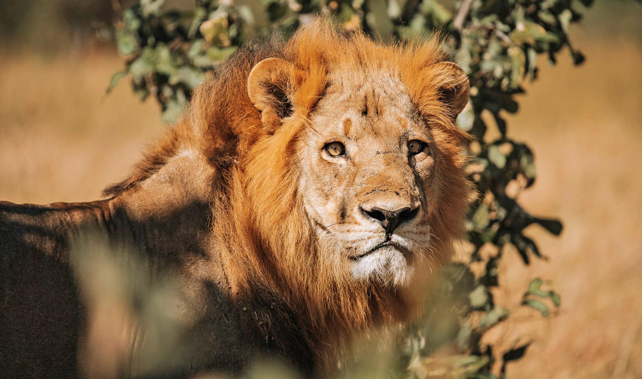 A lion in Chobe National Park in Botswana.