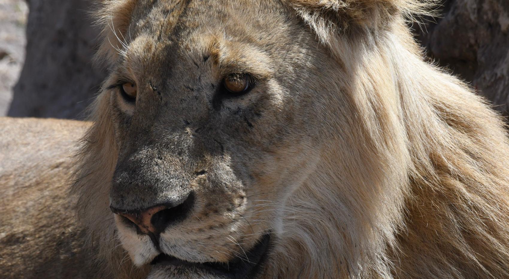 A lionesss with a mane, a rare find amongst Botswana's lions. A lionesss with a mane, a rare find amongst Botswana's lions.