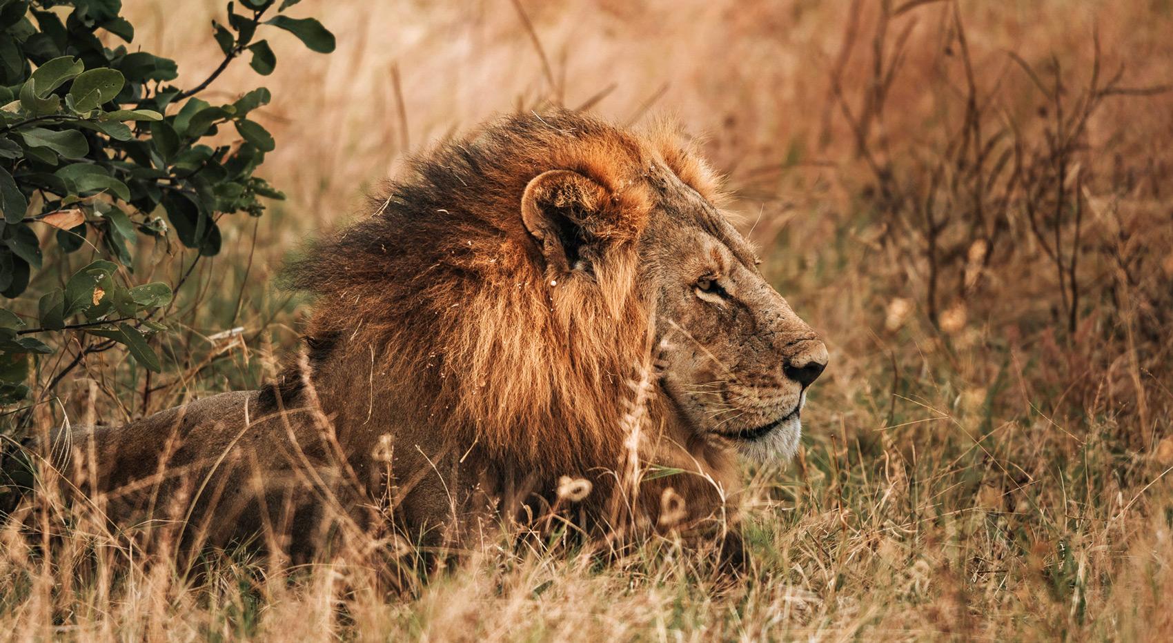 Lion lying in high grass. Lion lying in high grass.