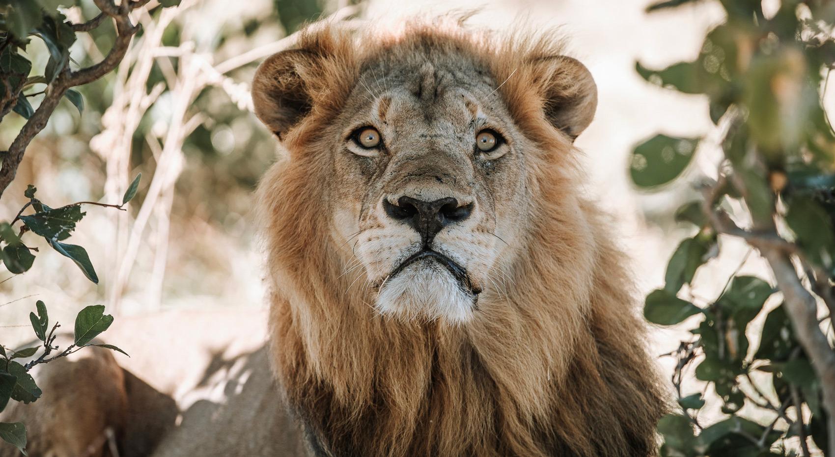 A lion in Botswana, looking up with piercing eyes. A lion in Botswana, looking up with piercing eyes.