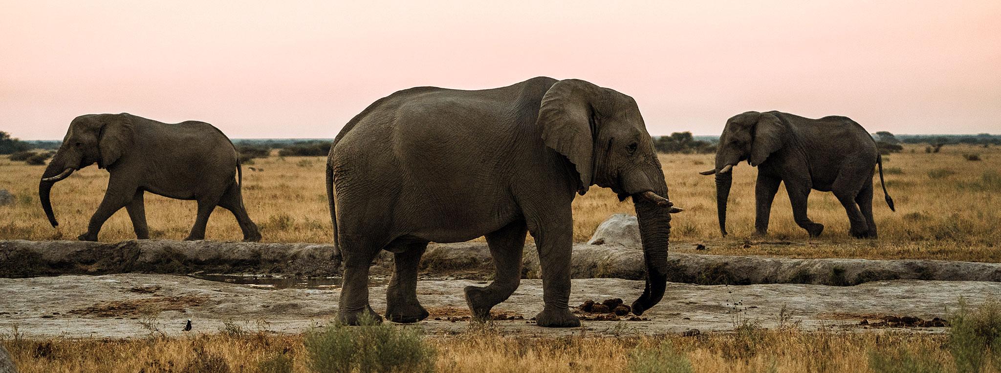 Elefanten in der Nxai Pfanne Botswana
