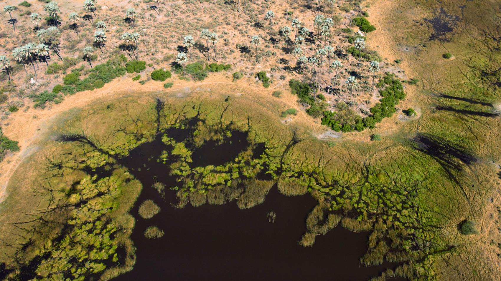 An arial shot of the Okavango Delta ecosystem. An arial shot of the Okavango Delta ecosystem.