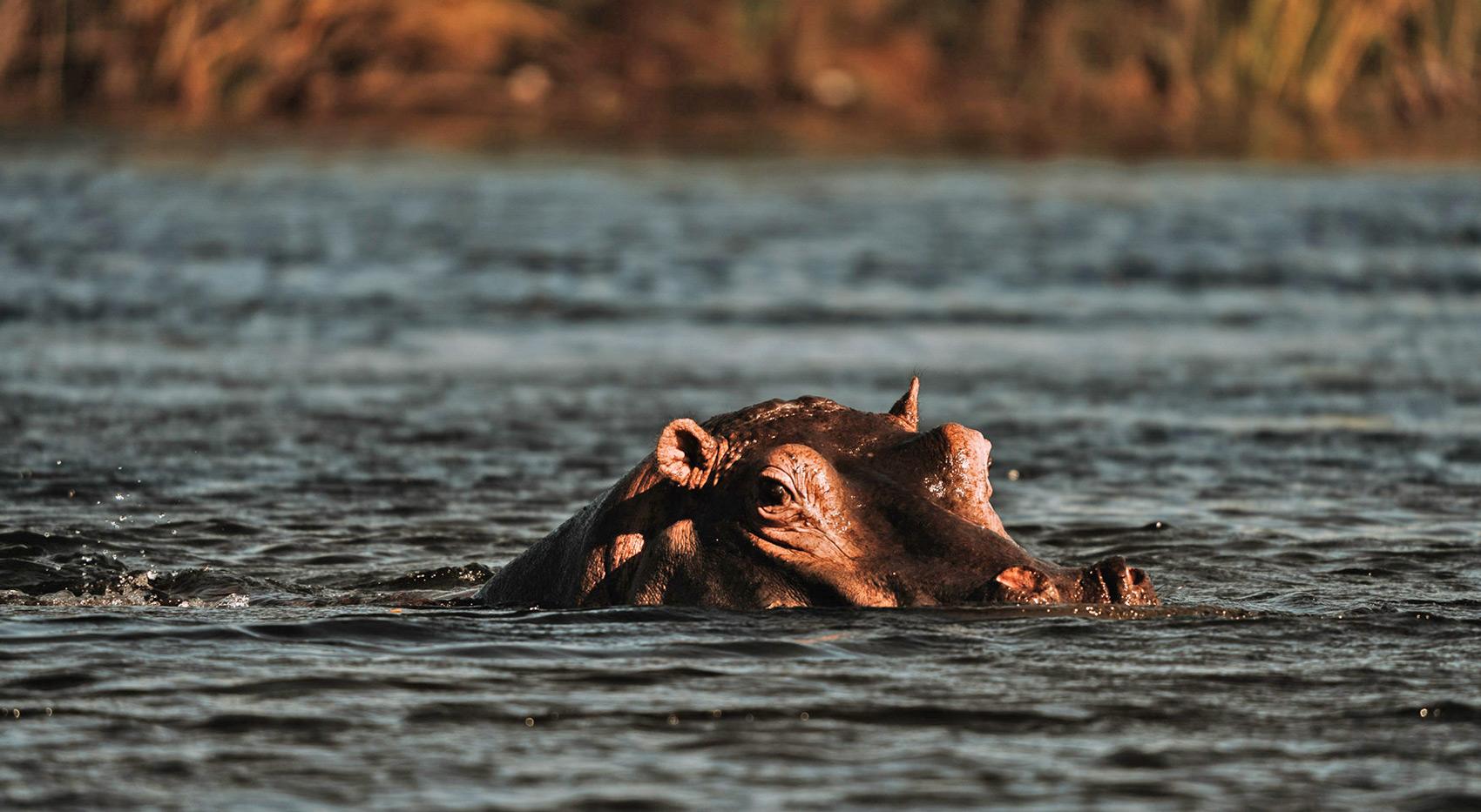 A hippo immersed in the Okavango Delta. A hippo immersed in the Okavango Delta.