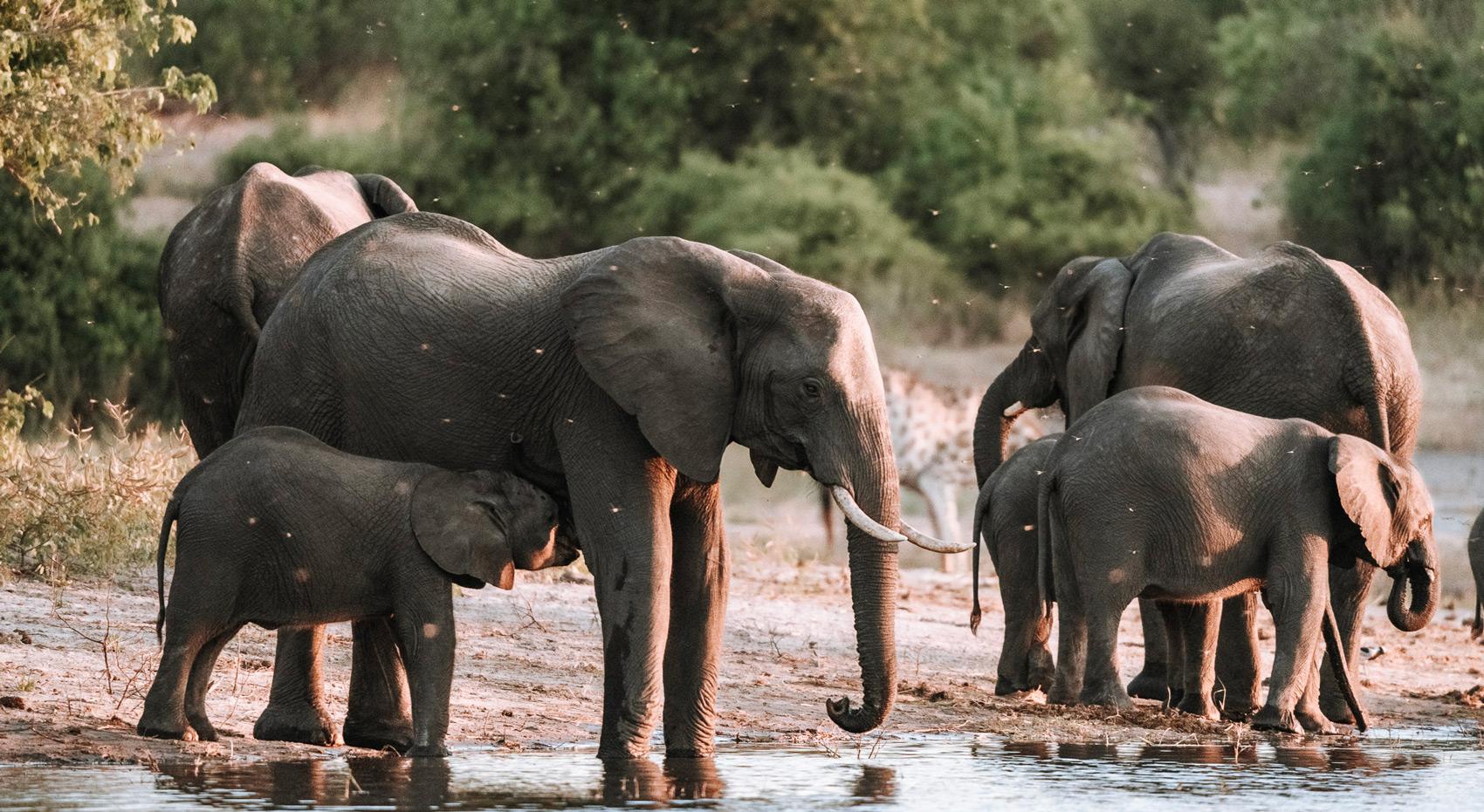 Elephants along the Chobe River. Elefanten am Chobe River.
