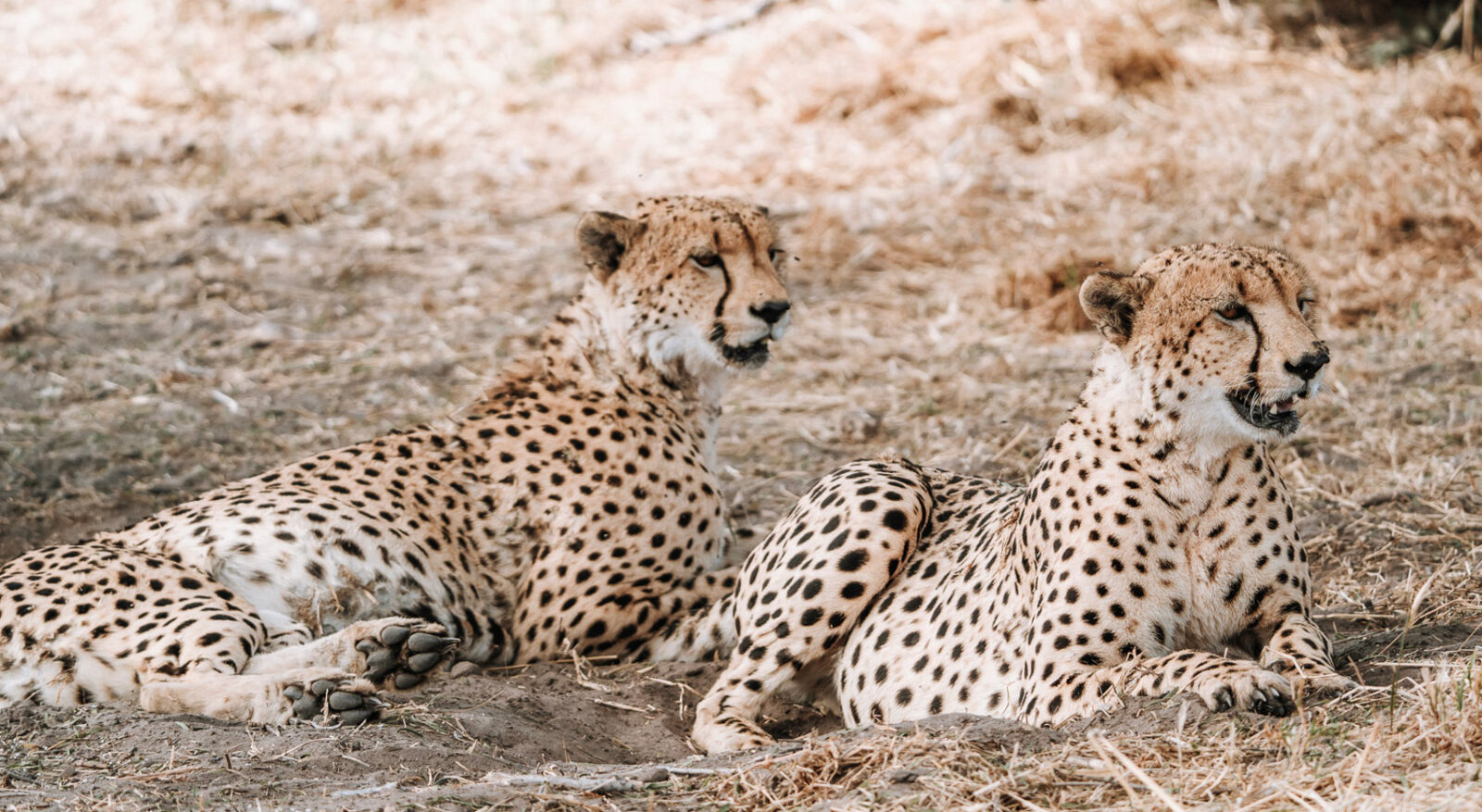 Zwei Geparden-Brüder in der Kalahari im trockenen Gras. Zwei Geparden-Brüder in der Kalahari im trockenen Gras.