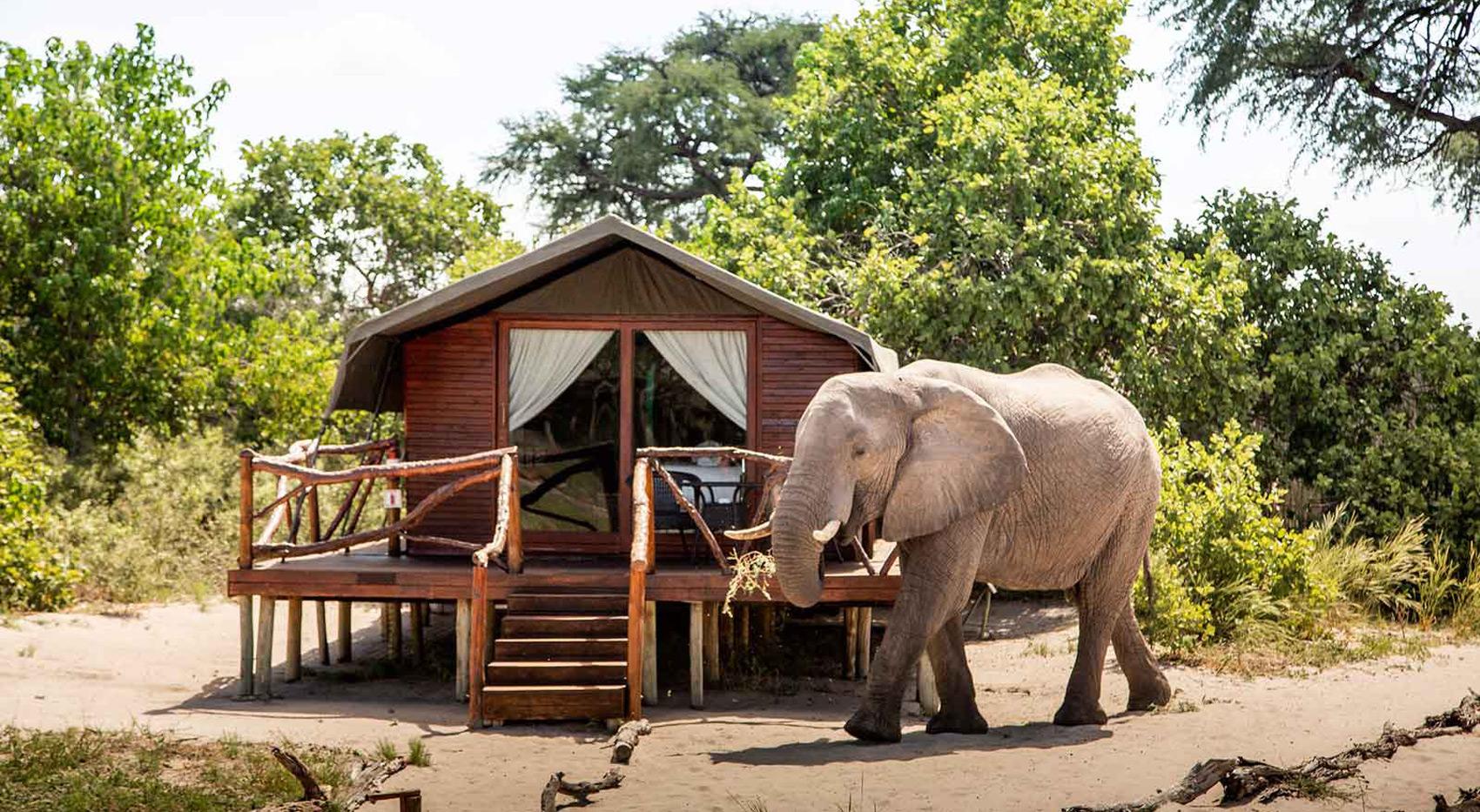 An elephant passing by a room at Camp Savuti. An elephant passing by a room at Camp Savuti, an authentic Botswana safari accommodation.