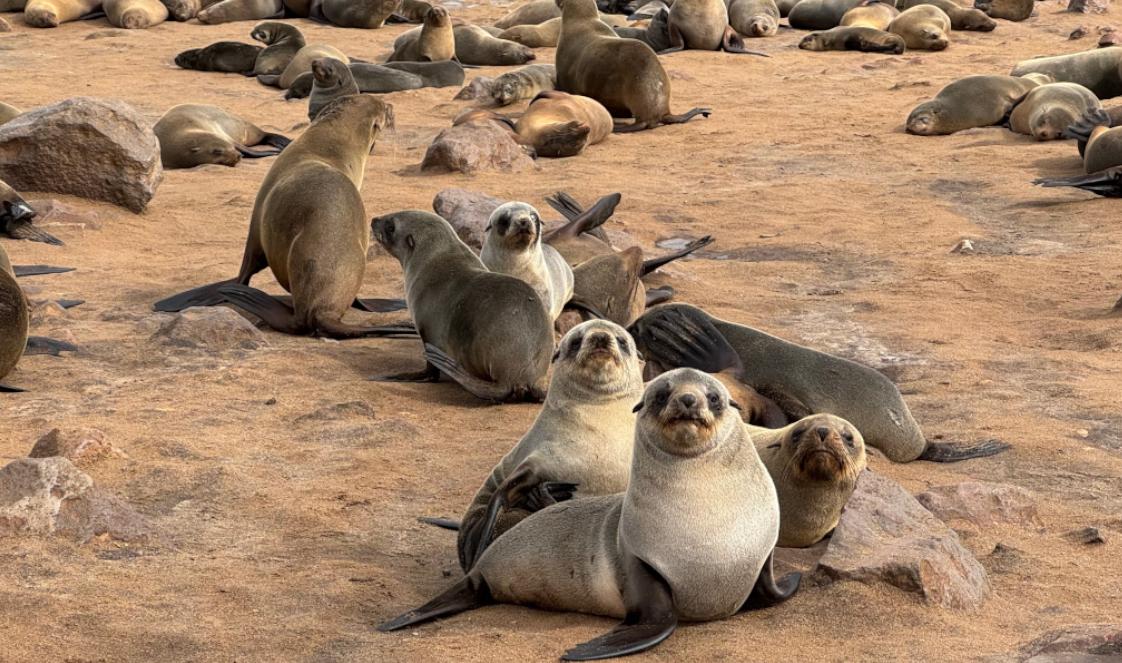 A colony of seals in Namibia