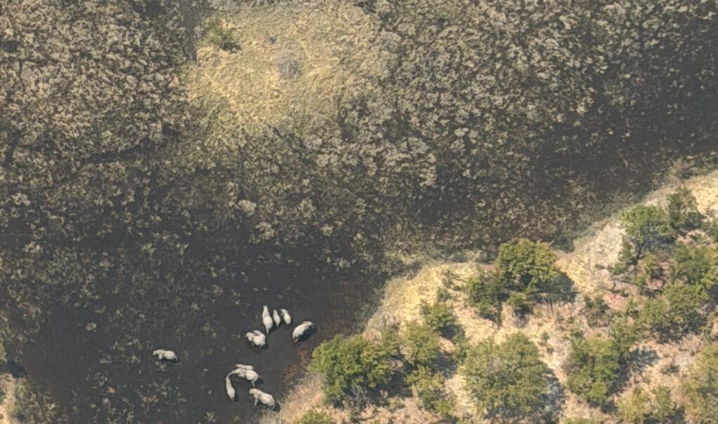 An aerial view of elephants wading into the Okavango Delta