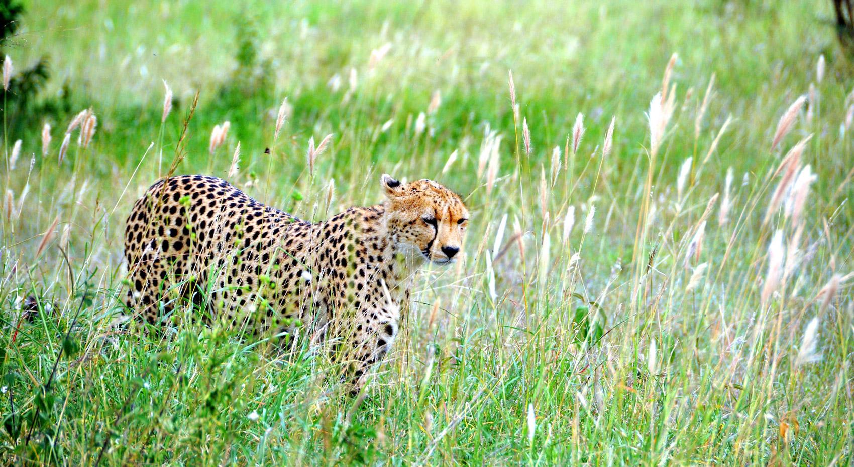 Ein Gepard im hohen Gras des Okavango-Deltas. Ein Gepard im hohen Gras des Okavango-Deltas.