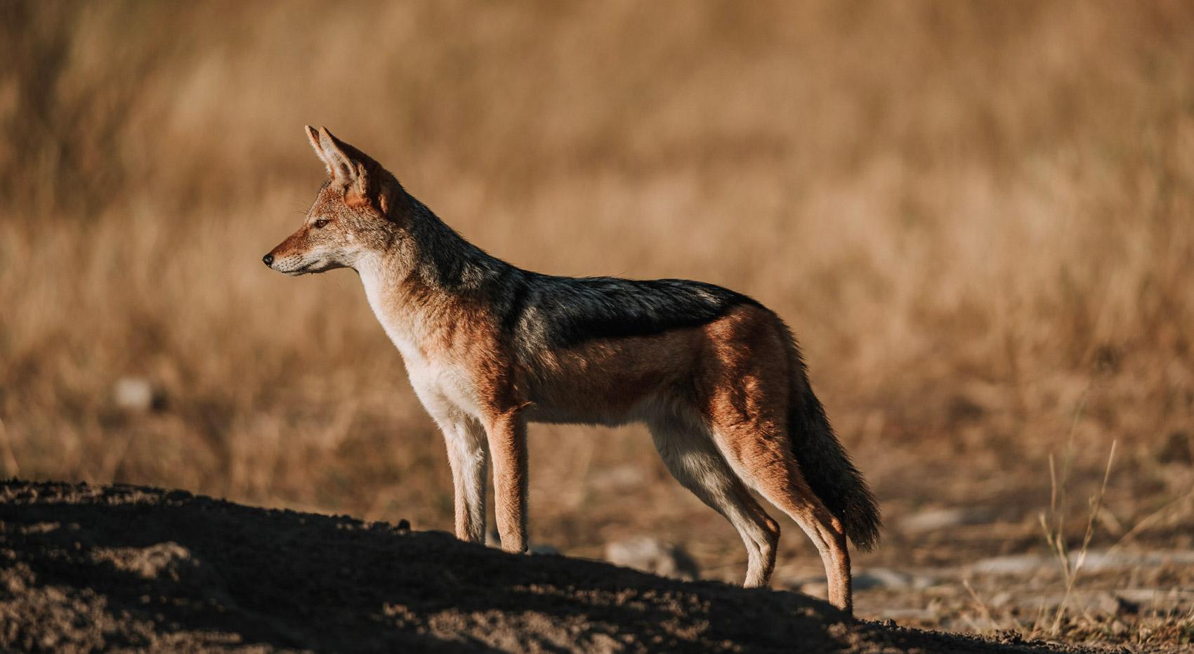 A Jackal on a mound in Moremi Game Reserve, part of the Okavango Delta. A Jackal on a mound in Moremi Game Reserve, part of the Okavango Delta.