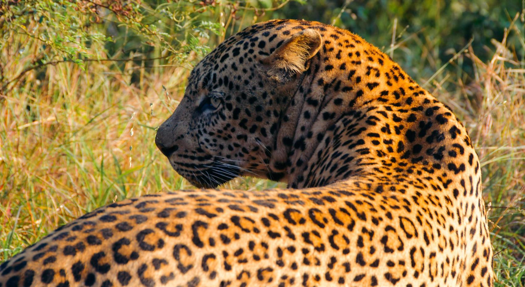 Ein Leopard, eines der scheuen Raubtiere im Okavango-Delta. Ein Leopard, eines der scheuen Raubtiere im Okavango-Delta.