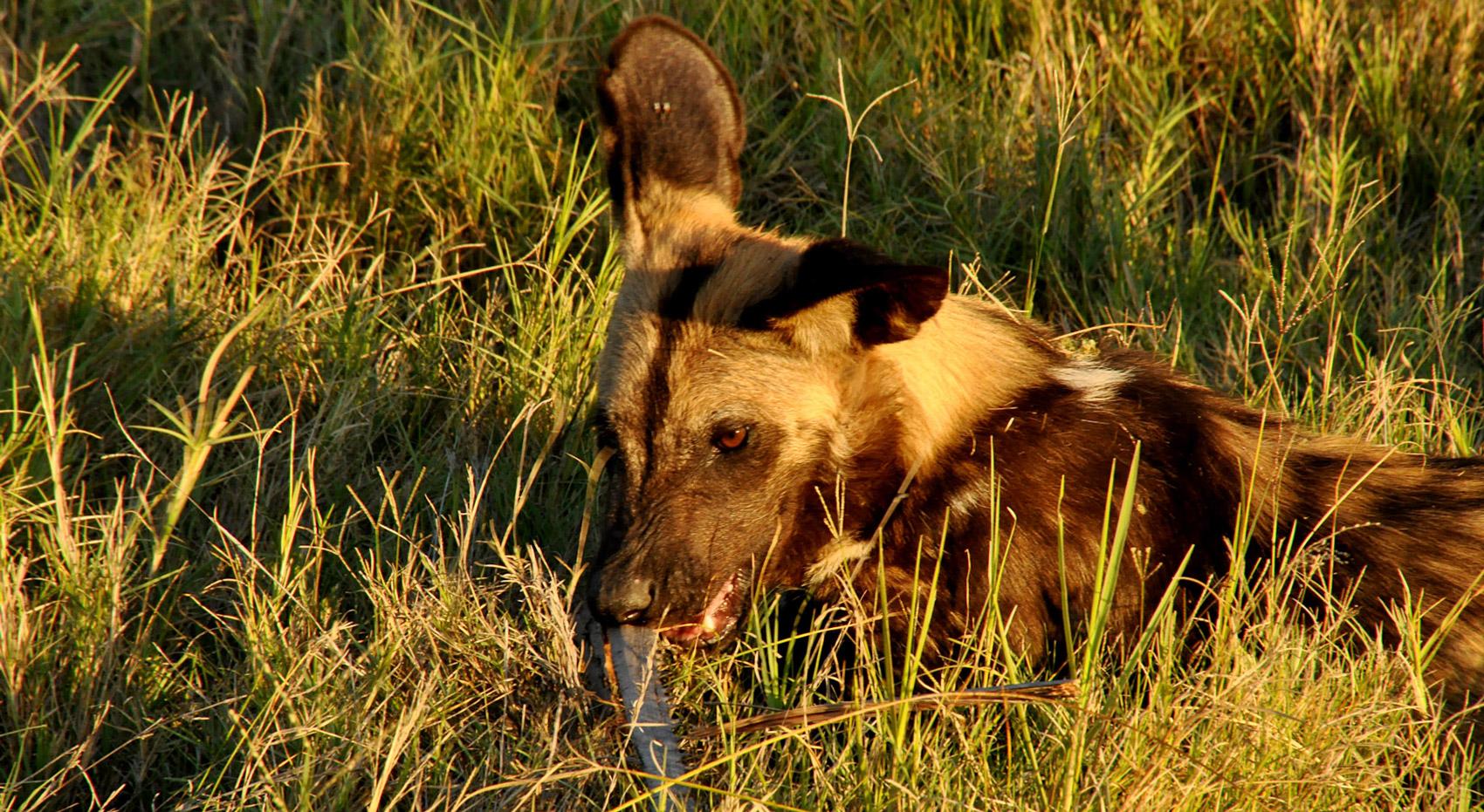 Ein gefährdeter Afrikanischer Wildhund im Delta. Ein gefährdeter Afrikanischer Wildhund im Delta.